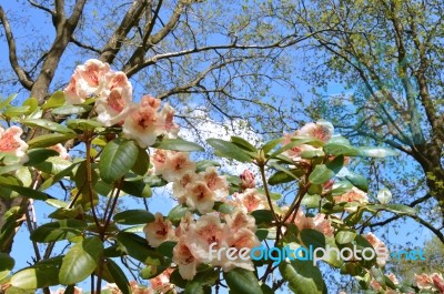 Rhododendron Stock Photo