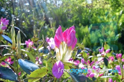 Rhododendron Stock Photo