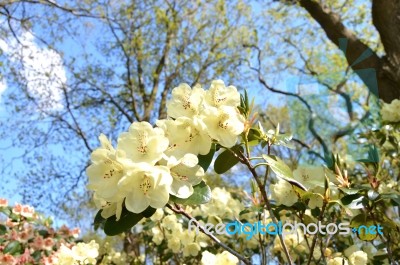 Rhododendron Stock Photo