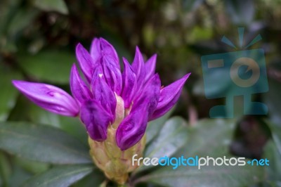 Rhododendron Bud Beginning To Blossom Stock Photo