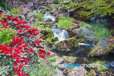 Rhododendron Flowers And Water Fall Stock Photo