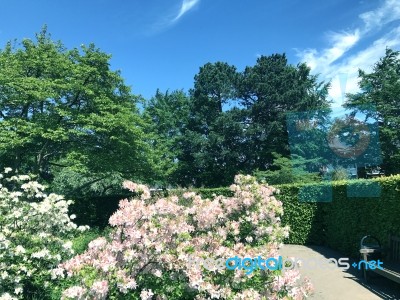 Rhododendron-flowers In The Park Stock Photo