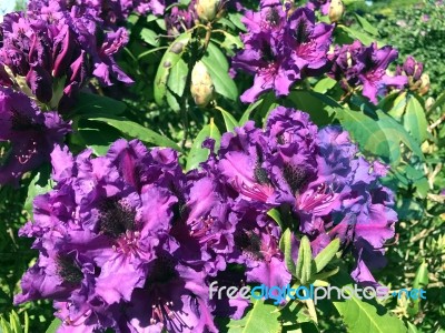 Rhododendron-flowers In The Park Stock Photo