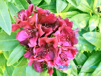 Rhododendron-flowers In The Park Stock Photo