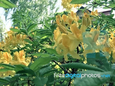 Rhododendron-flowers In The Park Stock Photo