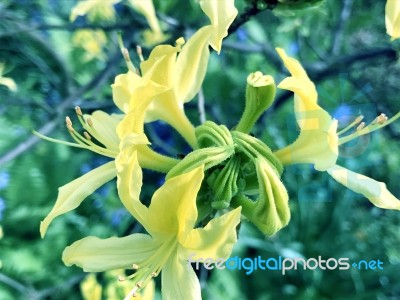 Rhododendron-flowers In The Park Stock Photo