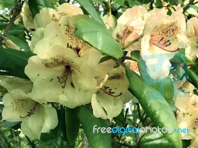 Rhododendron-flowers In The Park Stock Photo