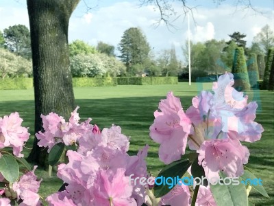 Rhododendron-flowers In The Park Stock Photo