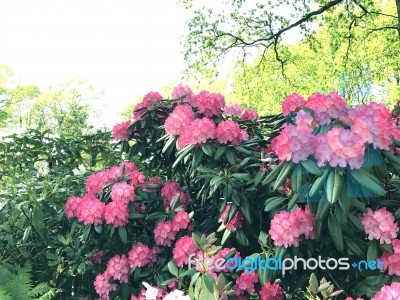 Rhododendron-flowers In The Park Stock Photo