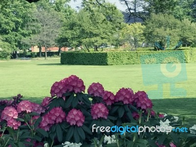 Rhododendron-flowers In The Park Stock Photo