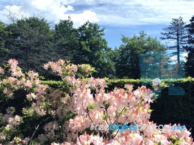 Rhododendron-flowers In The Park Stock Photo