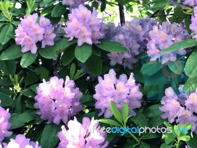 Rhododendron-flowers In The Park Stock Photo