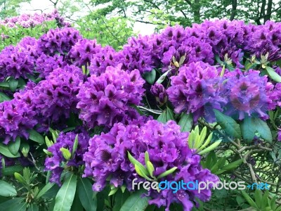 Rhododendron-flowers In The Park Stock Photo