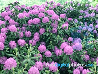 Rhododendron-flowers In The Park Stock Photo