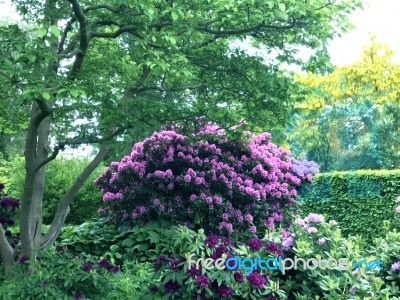 Rhododendron-flowers In The Park Stock Photo