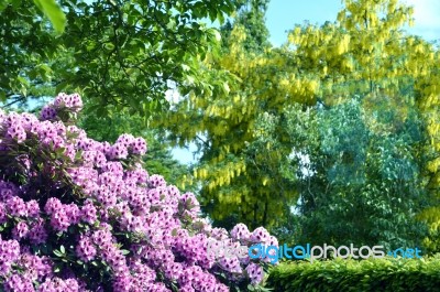 Rhododendron-flowers In The Park Stock Photo