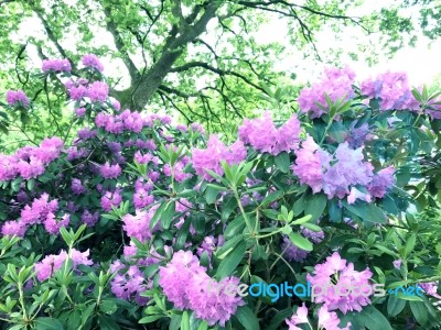 Rhododendron-flowers In The Park Stock Photo