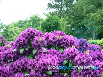 Rhododendron-flowers In The Park Stock Photo