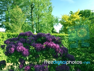 Rhododendron-flowers In The Park Stock Photo