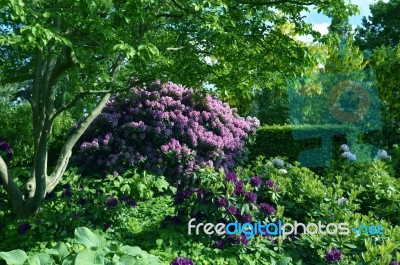 Rhododendron-flowers In The Park Stock Photo