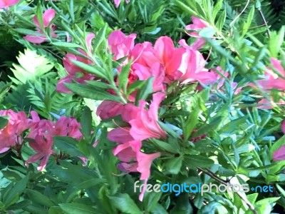 Rhododendron-flowers In The Park Stock Photo