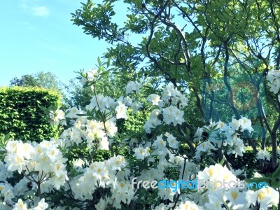 Rhododendron-flowers In The Park Stock Photo