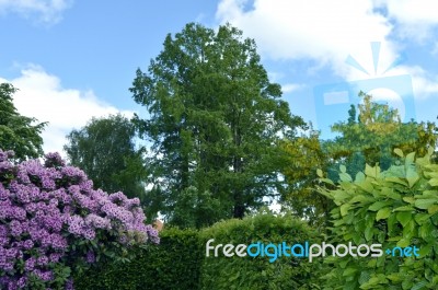 Rhododendron-flowers In The Park Stock Photo