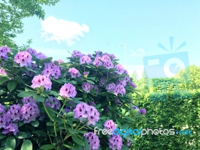 Rhododendron-flowers In The Park Stock Photo