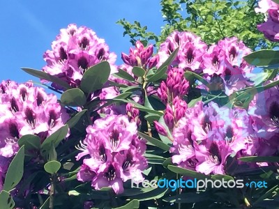 Rhododendron-flowers In The Park Stock Photo