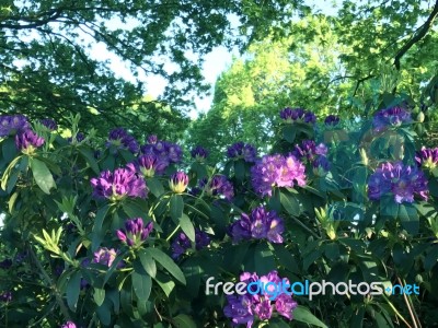 Rhododendron-flowers In The Park Stock Photo