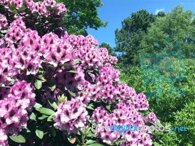 Rhododendron-flowers In The Park Stock Photo