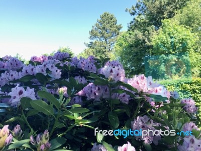 Rhododendron-flowers In The Park Stock Photo