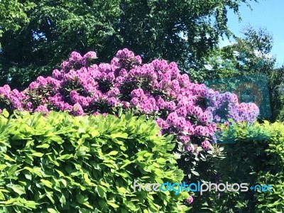 Rhododendron-flowers In The Park Stock Photo