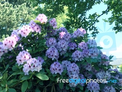 Rhododendron-flowers In The Park Stock Photo