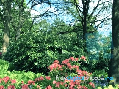 Rhododendron-flowers In The Park Stock Photo