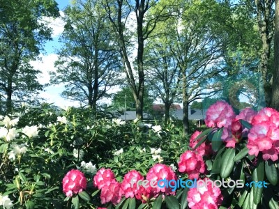 Rhododendron-flowers In The Park Stock Photo