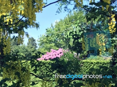 Rhododendron-flowers In The Park Stock Photo