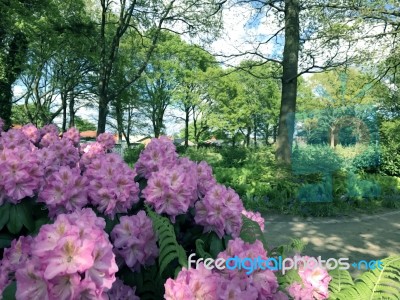 Rhododendron-flowers In The Park Stock Photo