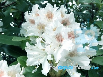 Rhododendron-flowers,in Park Stock Photo