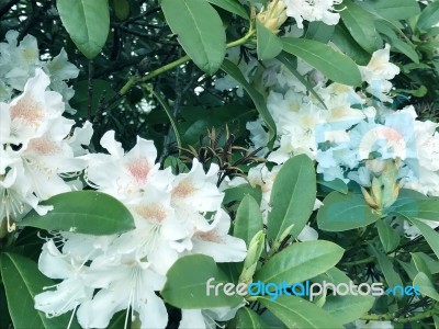 Rhododendron-flowers,in Park Stock Photo