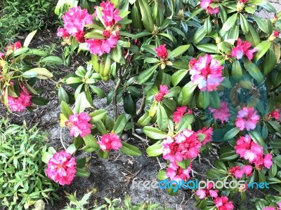 Rhododendron-flowers,in Park Stock Photo