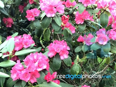 Rhododendron-flowers,in Park Stock Photo