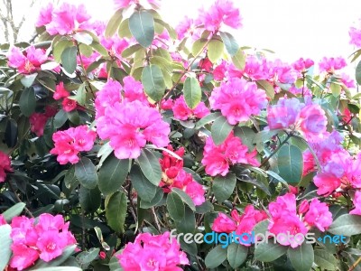 Rhododendron-flowers,in Park Stock Photo