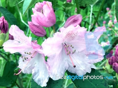 Rhododendron-flowers,in Park Stock Photo