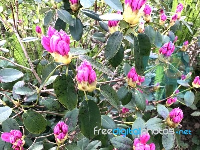 Rhododendron-flowers,in Park Stock Photo