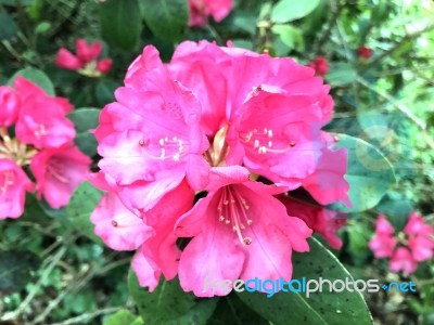 Rhododendron-flowers,in Park Stock Photo