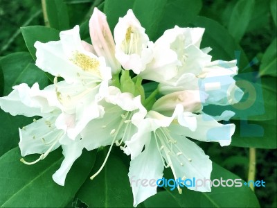 Rhododendron-flowers,in Park Stock Photo