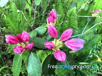 Rhododendron-flowers,in Park Stock Photo