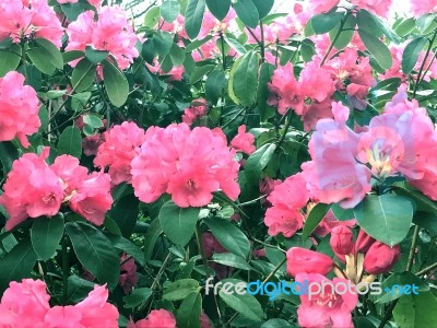 Rhododendron-flowers,in Park Stock Photo