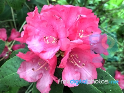 Rhododendron-flowers,in Park Stock Photo